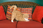 CAT 02 RK1436 01
Selkirk Rex Cat Cream Tabby And White Stretching On Couch With Pillows Studio