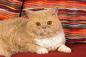 CAT 02 RK1437 01
Close-Up Of Selkirk Rex Cat Cream Tabby And White Laying On Couch By Striped Pillows Studio