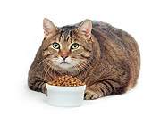 CAT 02 RS0084 01
Tabby Fat Cat Laying By Food Dish