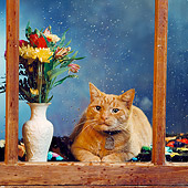 CAT 02 RS0171 06
Red Tabby Cat In Front Of Rainy Window