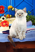 CAT 02 SJ0001 01
Silver Cat Sitting On Table By Flowers