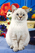 CAT 02 SJ0002 01
Silver Cat Sitting On Table By Flowers