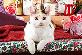 CAT 02 SJ0003 01
Calico Cat Laying On Bench By China And Roses