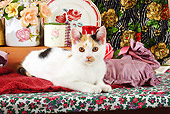 CAT 02 SJ0004 01
Calico Cat Laying On Bench By China And Roses