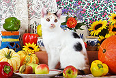 CAT 02 SJ0005 01
Calico Cat Sitting By China, Fruit And Sunflowers