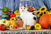 CAT 02 SJ0006 01
Calico Cat Sitting By China, Fruit And Sunflowers