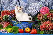CAT 02 SJ0007 01
Calico Cat Sitting In Bowl By Fruit And Flowers