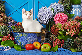 CAT 02 SJ0008 01
Calico Cat Sitting In Bowl By Fruit And Flowers