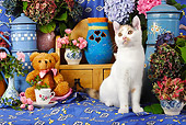 CAT 02 SJ0009 01
Calico Cat Sitting By Tea Set And Teddy Bear