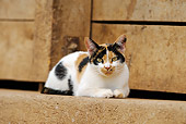 CAT 02 SS0003 01
Tricolor Cat Laying In Front Of Wood Panel