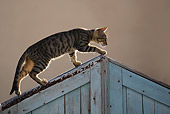CAT 02 WF0002 01
Tabby Cat Balancing On Garden Gate