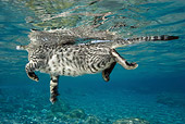 CAT 02 WF0003 01
Tabby Cat Swimming In The Sea