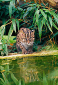 CAT 02 WF0005 01
Malaysian Fishing Cat Crouching By Water