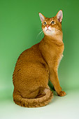 CAT 02 AL0001 01
Portrait Of Abyssinian Sorrel Studio