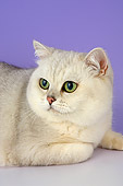 CAT 02 AL0002 01
Portrait Head Shot Of British Shorthair Tipped Studio