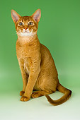 CAT 02 AL0003 01
Portrait Of Abyssinian Sorrel Studio