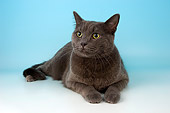 CAT 02 AL0010 01
Portrait Of Blue British Shorthair Studio