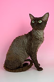 CAT 02 AL0011 01
Portrait Of Black Devon Rex Studio