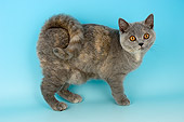 CAT 02 AL0012 01
Portrait Of British Shorthair Studio