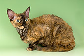 CAT 02 AL0013 01
Portrait Of Devon Rex Tortie Studio