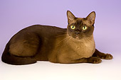 CAT 02 AL0014 01
Portrait Of Burmese Brown Laying Studio