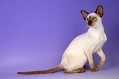 CAT 02 AL0015 01
Portrait Of Siamese White Studio