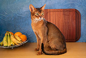 CAT 02 AL0018 01
Abyssinian Cat Sitting On Table