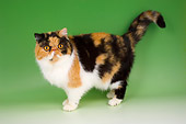 CAT 02 AL0021 01
Exotic Shorthair Tortie And White Standing On Seamless Studio