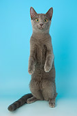 CAT 02 AL0022 01
Russian Shorthair Blue On Seamless Studio