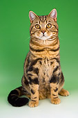 CAT 02 AL0026 01
British Shorthair Brown Tabby Sitting On Seamless Studio