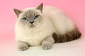 CAT 02 AL0027 01
British Shorthair Lilac Color Pointed Laying On Seamless Studio