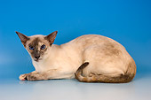 CAT 02 AL0029 01
Siamese Blue Tortie Point Laying On Seamless Studio