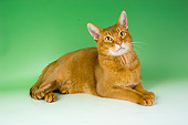 CAT 02 AL0030 01
Abyssinian Sorrel Laying On Seamless Studio