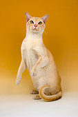 CAT 02 AL0032 01
Burmese Cream Sitting On Seamless Studio