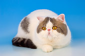 CAT 02 AL0033 01
Exotic Blue Tabby Tabby Laying On Seamless Studio