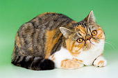 CAT 02 AL0034 01
Exotic Tortie Tabby And White Laying On Seamless Studio