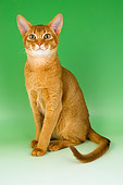 CAT 02 AL0035 01
Abyssinian Sorrel Sitting On Seamless Studio