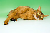 CAT 02 AL0036 01
Abyssinian Sorrel Laying On Seamless Studio