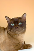 CAT 02 AL0037 01
Head Shot Of Burmese Chocolate Laying On Seamless Studio