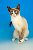 CAT 02 AL0040 01
Snowshoe Sitting On Seamless Studio