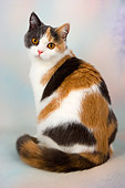 CAT 02 AL0041 01
British Shorthair Calico Sitting On Seamless Studio