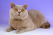 CAT 02 AL0042 01
British Shorthair Blue Laying On Seamless Studio