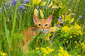 CAT 02 AL0044 01
Abyssinian Sorrel In Grass Field