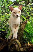 CAT 02 AL0045 01
Burmese Lilac Standing On Tree Branch