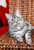 CAT 02 BK0001 01
American Shorthair Silver Tabby Laying On Chair