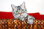 CAT 02 BK0002 01
American Shorthair Silver Tabby Peeking Over Chair