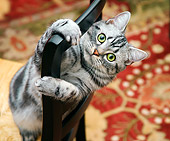 CAT 02 BK0003 01
American Shorthair Silver Tabby Peeking Through Chair Back