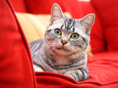 CAT 02 BK0005 01
American Shorthair Silver Tabby Laying On Red Couch
