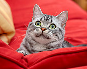 CAT 02 BK0006 01
Close-Up Of American Shorthair Silver Tabby Laying On Red Couch