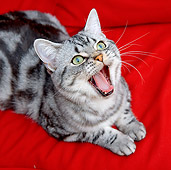CAT 02 BK0008 01
Close-Up Of American Shorthair Silver Tabby Laying On Red Couch Yawning